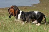BASSET HOUND 001